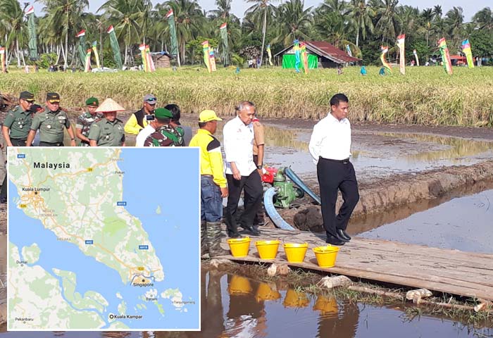 Tanam Padi di Perbatasan, Panen Dolar dari Negeri Jiran